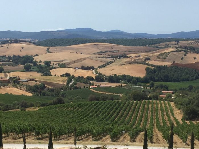 Vermentino di Maremma, il vino “pop” del territorio