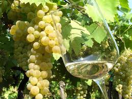vino vernaccia