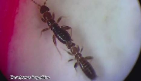 Zorotypus impolitus Zorotypus impolitus
