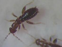 L'insetto Zorotypus
