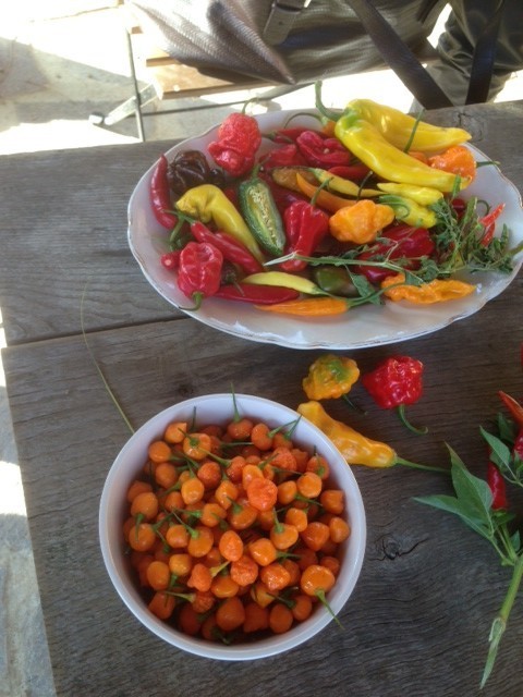 peperoncino piccante