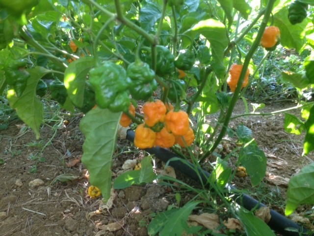 peperoncino piccante