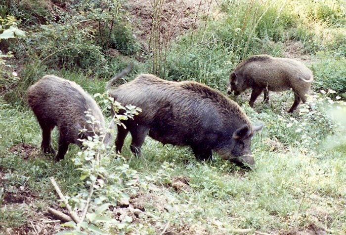 cignali