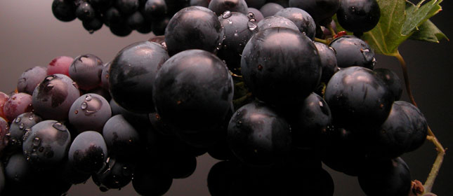 foto Colour of Istria