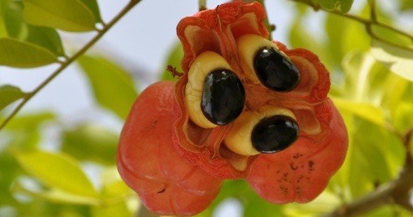 ackee cibi che possono uccidere