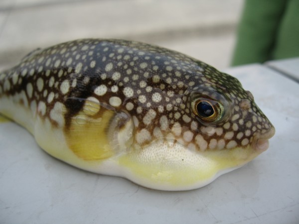 fugu cibi che possono uccidere