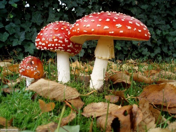 funghi