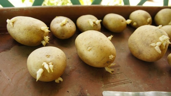 patate