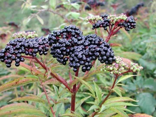 sambucus_ebulus4