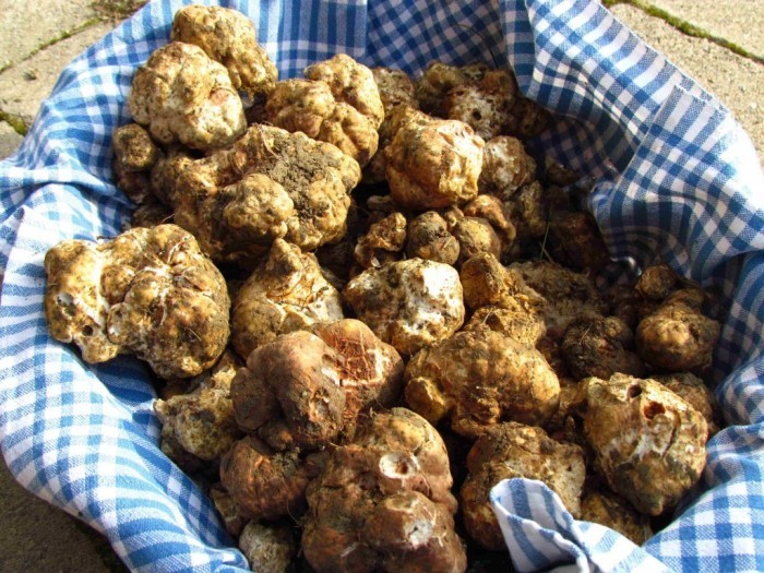 bianchetto