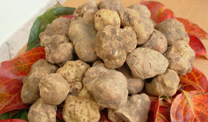 tartufo-bianco_pregiato