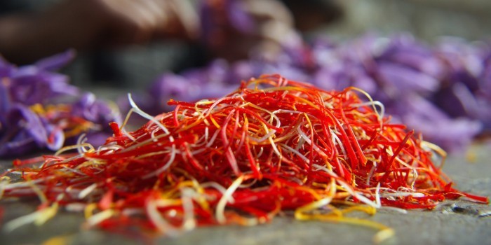 Saffron Harvested In Kashmir