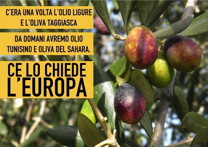 OLIO-TUNISINO