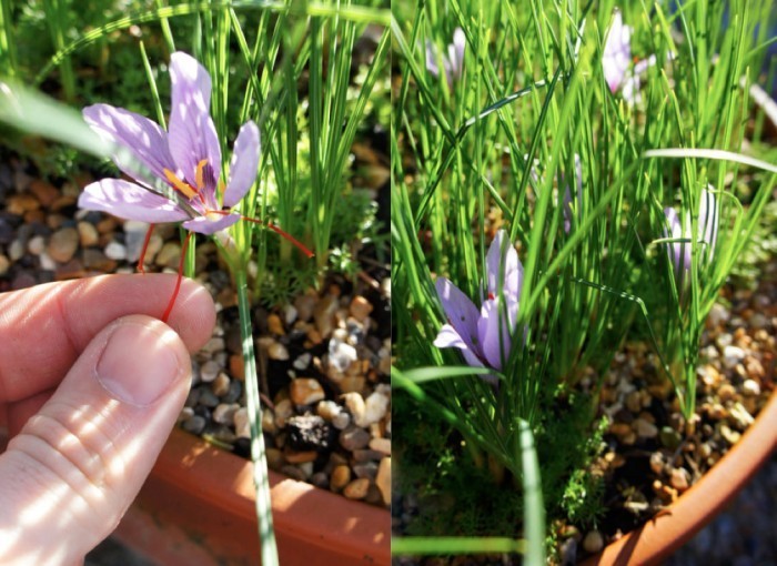 SAFFRON-1