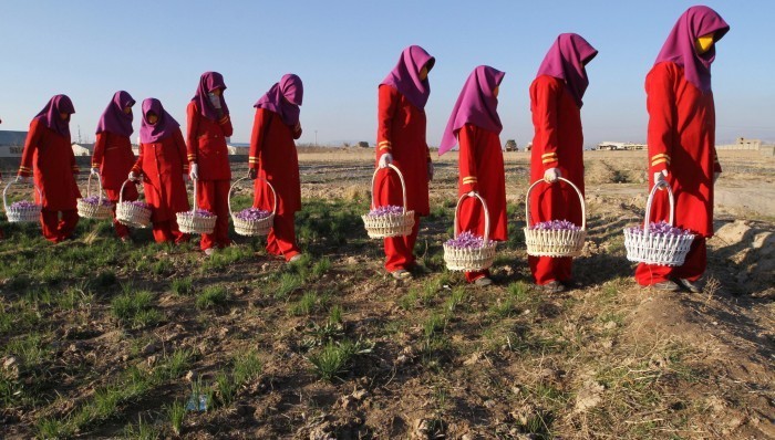 Afghanistan Saffron zafferano