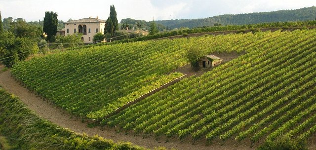 Foto-023-vigne-a-Montalcino