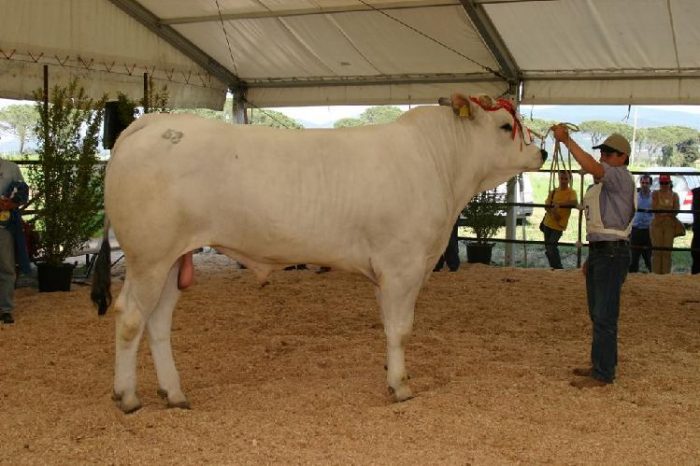Mostra chianina 1