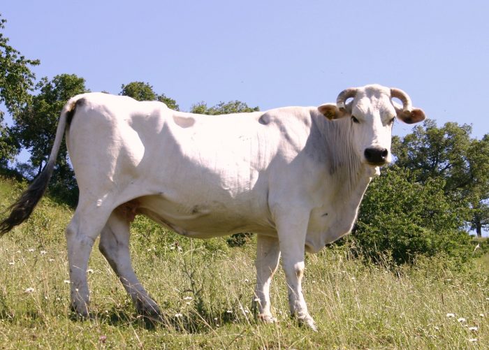 chianina