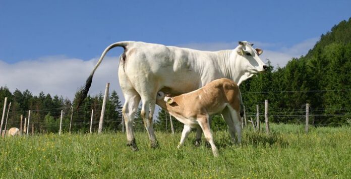 chianina carne foto animale