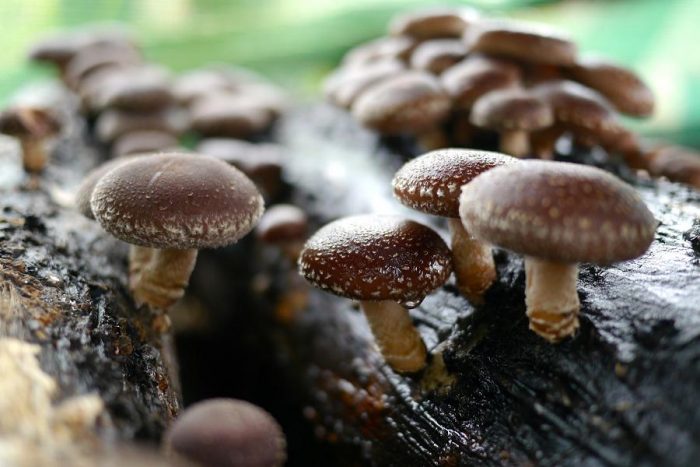 funghi-shiitake
