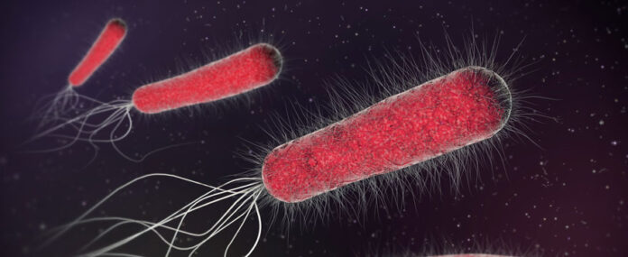 batterio escherichia coli