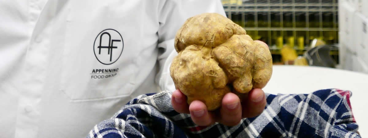 In Valsamoggia, alla scoperta del tartufo bianco pregiato di Savigno
