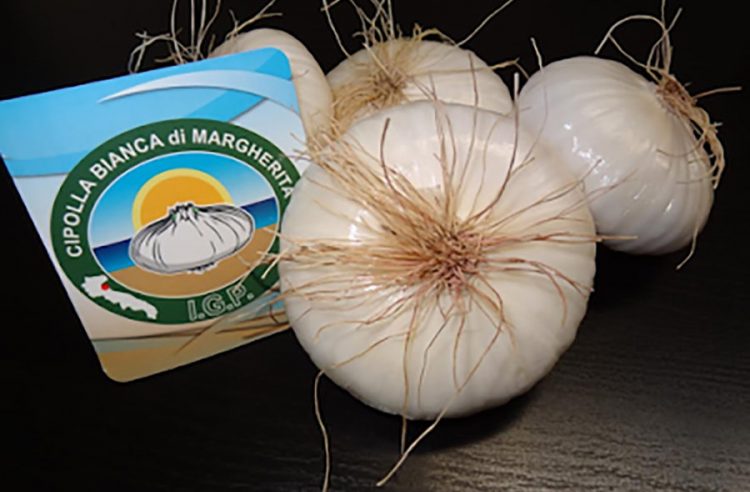 la Cipolla bianca di Margherita Igp