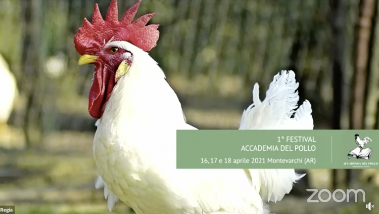 pollo del valdarno accademia