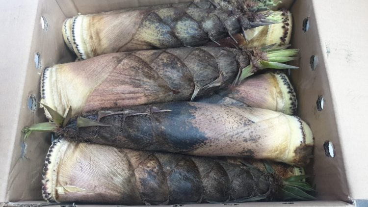 bambù in cucina