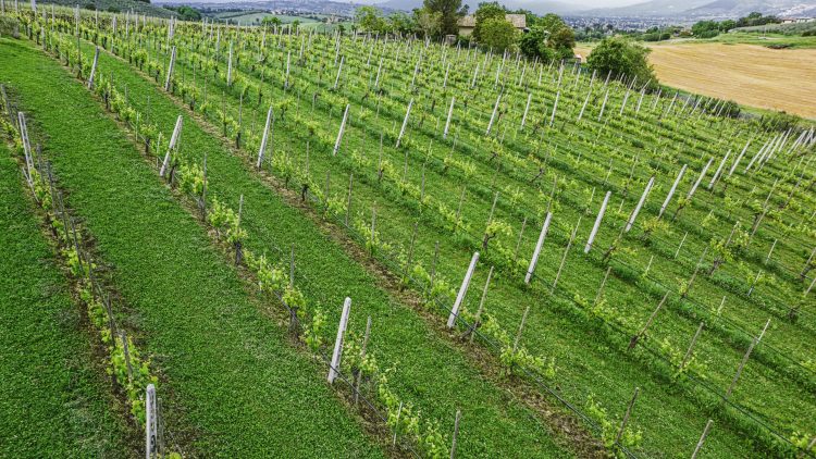 Cantina Ninni (ph. Marco Montori)