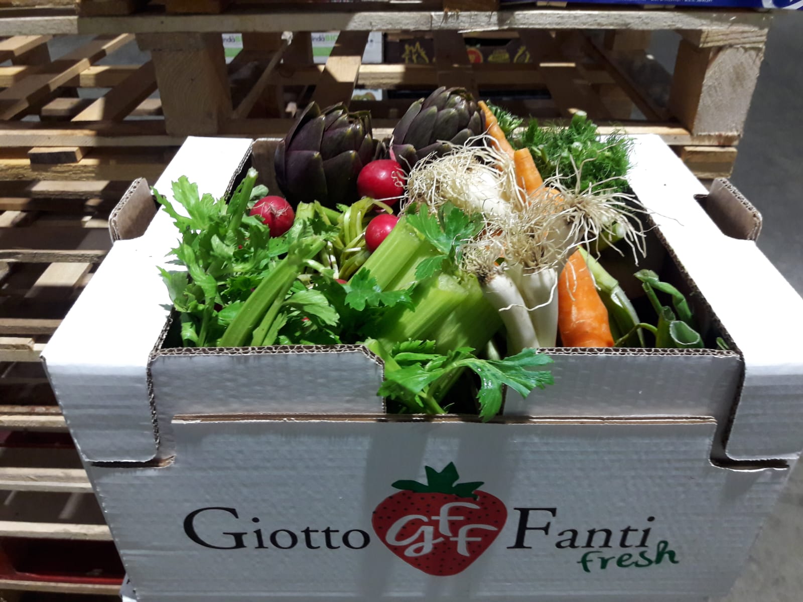 giotto fanti fresh