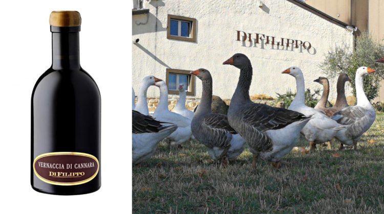 Vernaccia di Cannara
