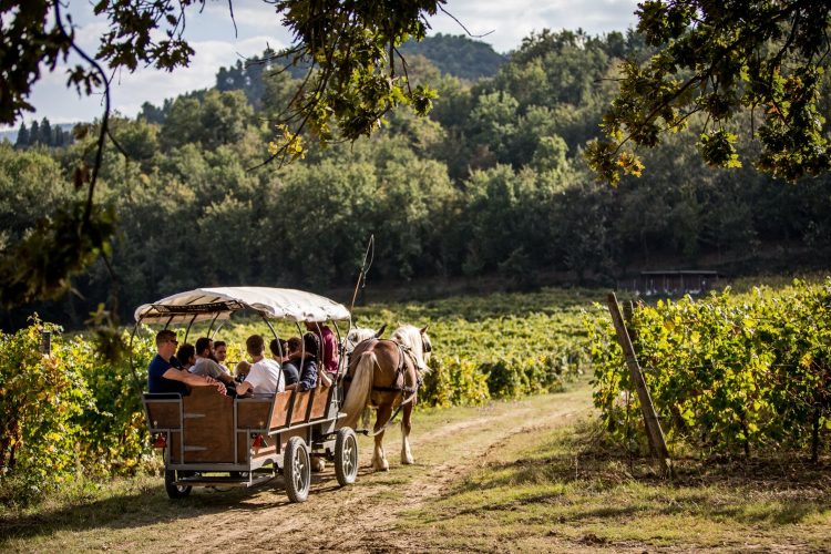 Vernaccia di Cannara
