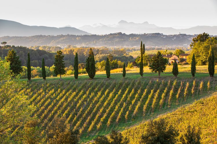 varramista vigne