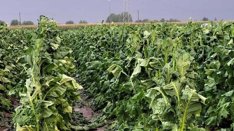 cambiamenti climatici