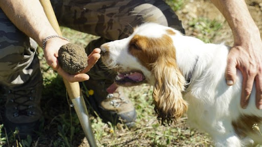 cava del tartufo patrimonio unesco