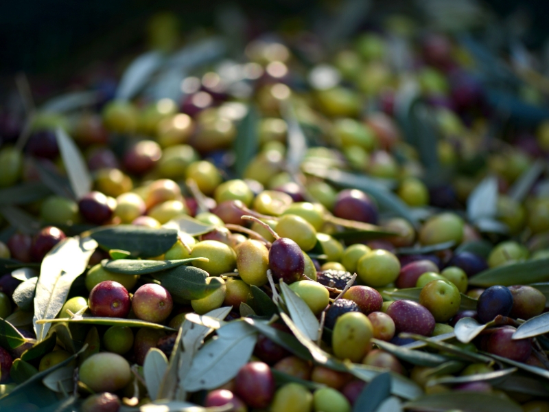 Olio d'Autore val di cornia