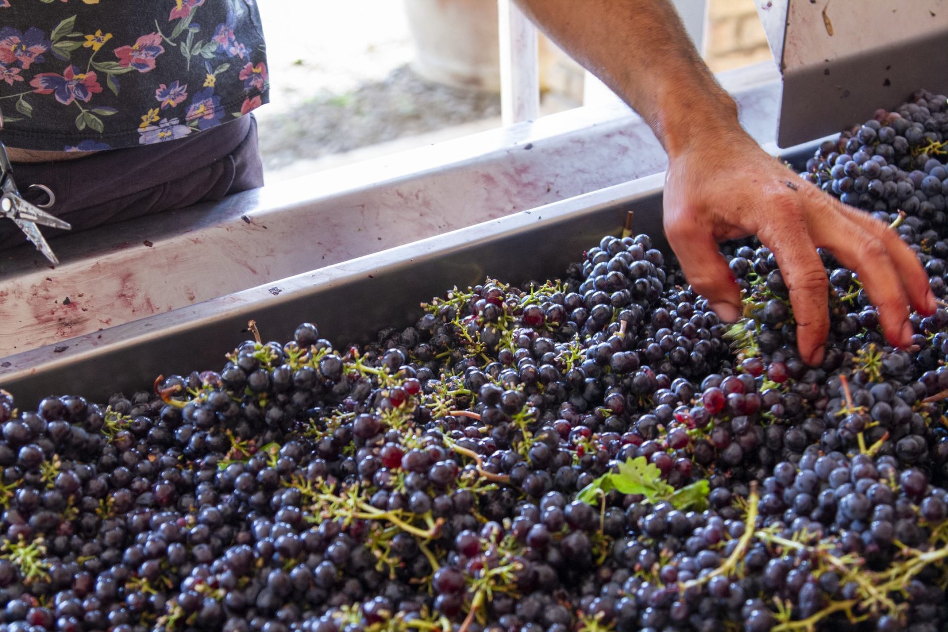 Collemattoni Brunello Montalcino