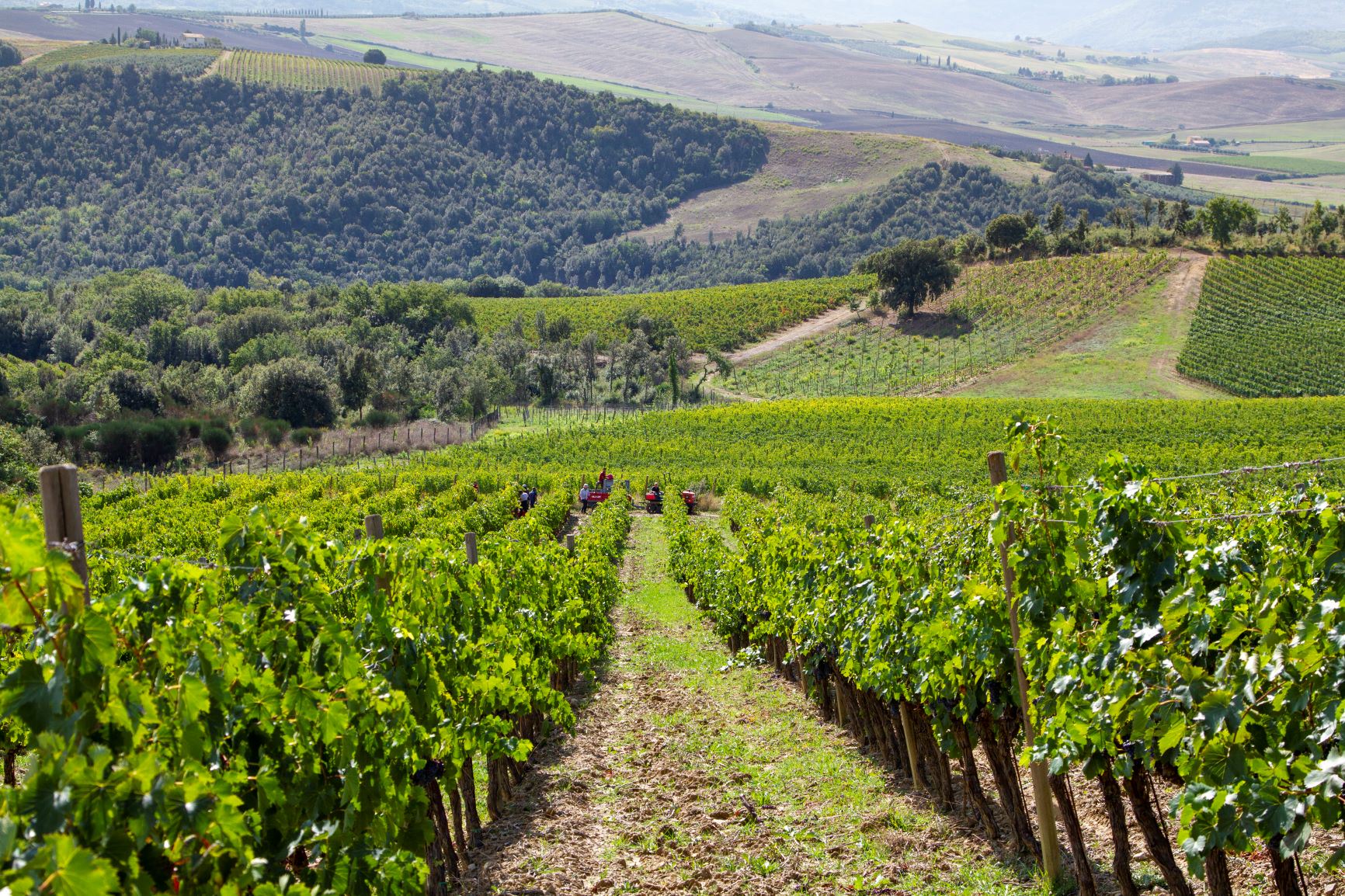 Collemattoni Brunello Montalcino
