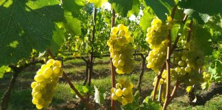 Franciacorta, il vino spumante dell’eccellenza italiana