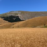 Rustichella d’Abruzzo, la resistenza del grano I campi di Rustichella d'Abruzzo