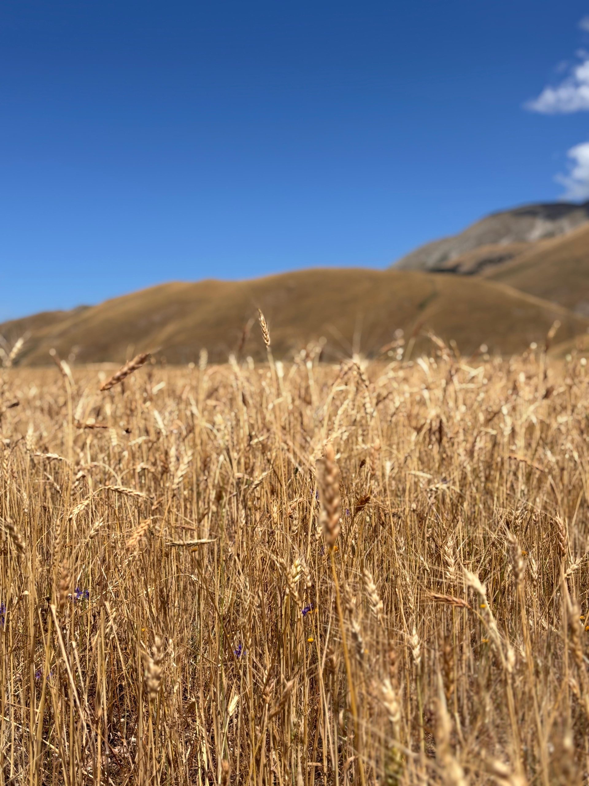 I grani di Rustichella d'Abruzzo 
