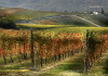 Langhe DOC, da denominazione “di ricaduta” a protagonista del vino piemontese