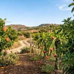La Sicilia tropicale esiste davvero: avocado, mango e dragon fruit ora parlano italiano