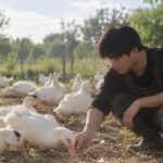 La sfida avicola di Francesco Zhu, imprenditore cinese nel pistoiese