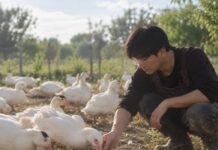 La sfida avicola di Francesco Zhu, imprenditore cinese nel pistoiese