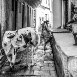 Da Pitagora a Gandhi. La lunga storia dell’idea vegetariana secondo Massimo Montanari